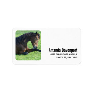 Pretty Brown Horse Laying in the Grass Label