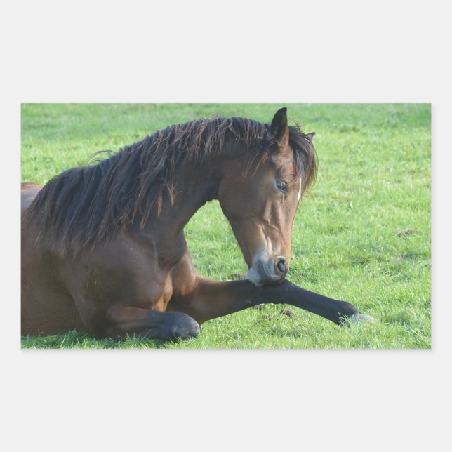 Pretty Brown Horse Laying in the Grass Sticker (Front)