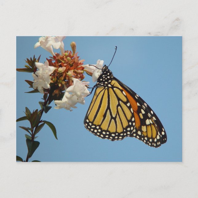 Pretty Butterfly on Flowers Postcard (Front)