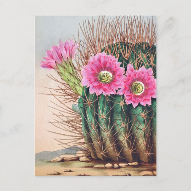 pretty cactus postcard (Front)