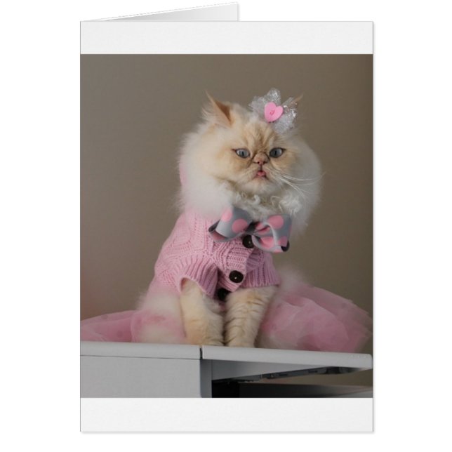 Pretty  cat  in Pink Sweater (Front)