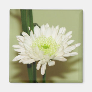 Pretty Chrysanthemum Magnet