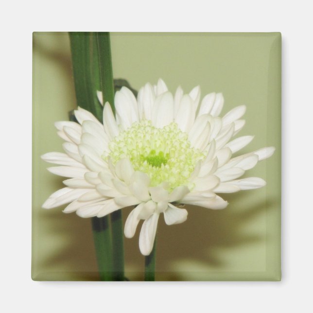 Pretty Chrysanthemum Magnet (Front)