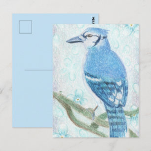 Pretty Coloured Pencil Bluejay Post Card