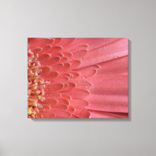 Pretty Coral Pink Gerbera Daisy Canvas Print