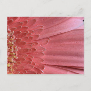 Pretty Coral Pink Gerbera Daisy Postcard