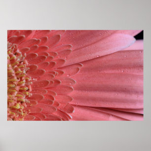 Pretty Coral Pink Gerbera Daisy Poster