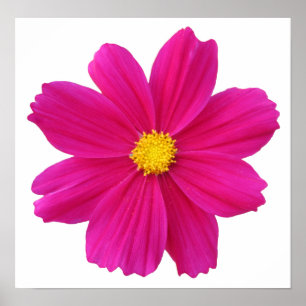 pretty cosmos flower poster