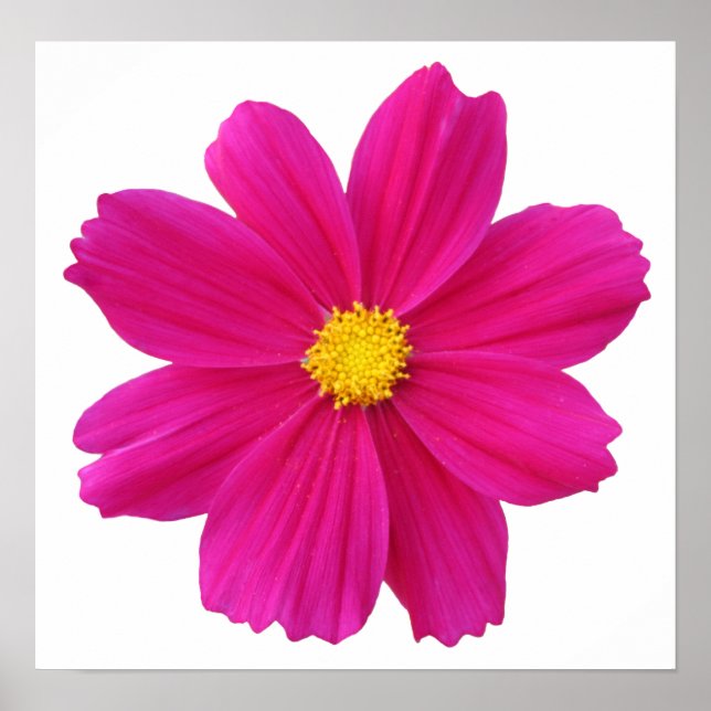 pretty cosmos flower poster (Front)