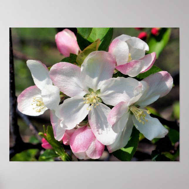Pretty Crabapple Spring Flower Blossoms Close Up Poster (Front)