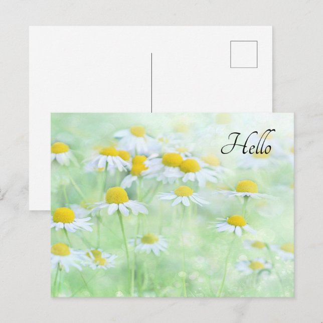 Pretty Daisies in a Field Photograph Postcard (Front/Back)
