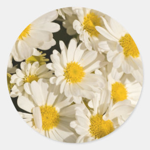 Pretty Daisies Stickers
