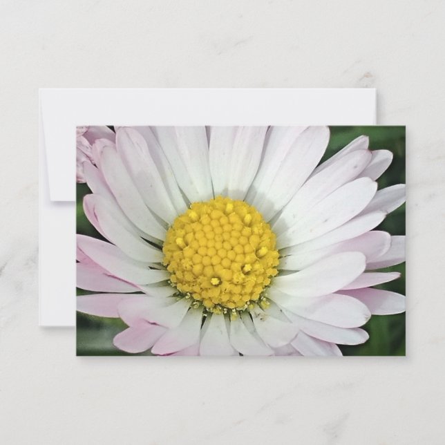 Pretty daisy (Front)