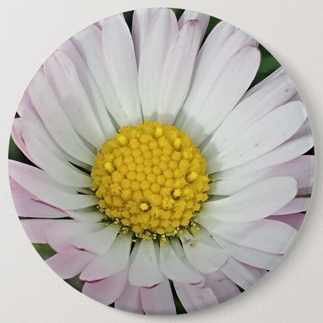 Pretty daisy 6 inch round button (Front)