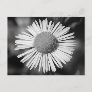 Pretty Daisy Postcard