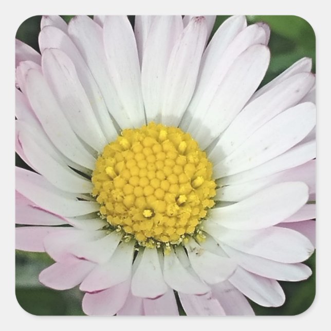 Pretty daisy square sticker (Front)
