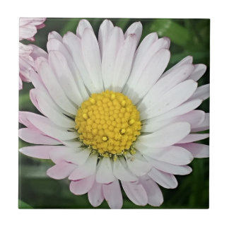 Pretty daisy tile