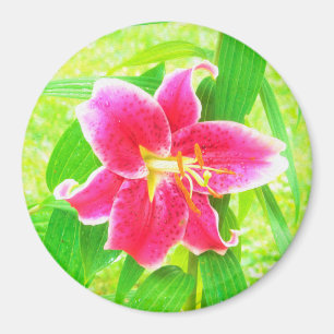 Pretty Deep Pink Stargazer Lily on Lime Green Magnet