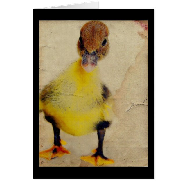 Pretty Duckling (Front)