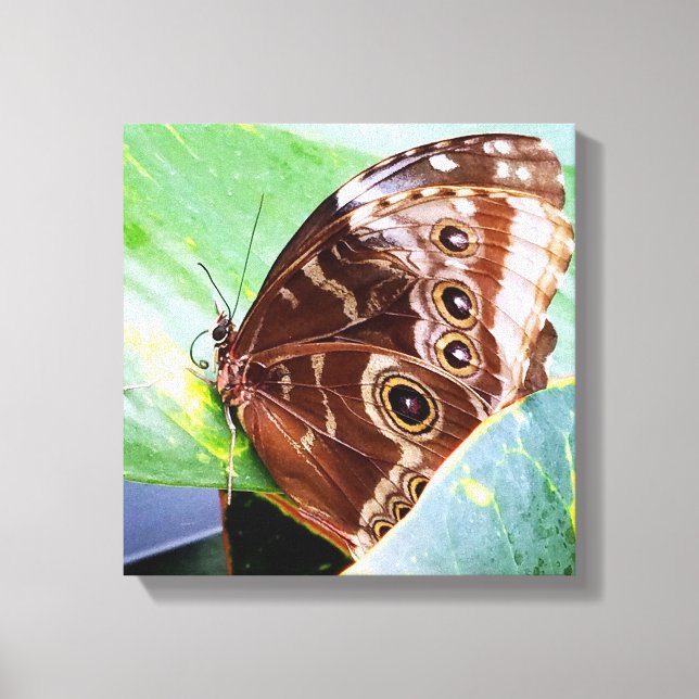pretty eye butterfly moth brown tan bug nature canvas print (Front)