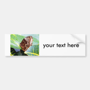 pretty eye butterfly moth brown tan picture bug bumper sticker