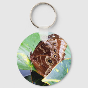 pretty eye butterfly moth brown tan picture bug keychain