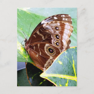 pretty eye butterfly moth brown tan picture bug postcard