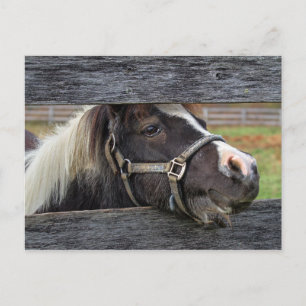 Pretty Face Donkey Postcard