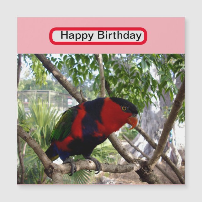 Pretty Face Rainbow Lorikeet, (Front)