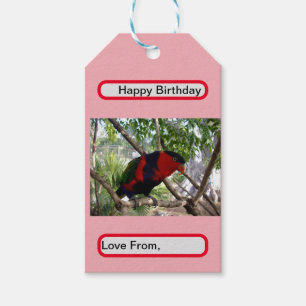 Pretty Face Rainbow Lorikeet, Gift Tags