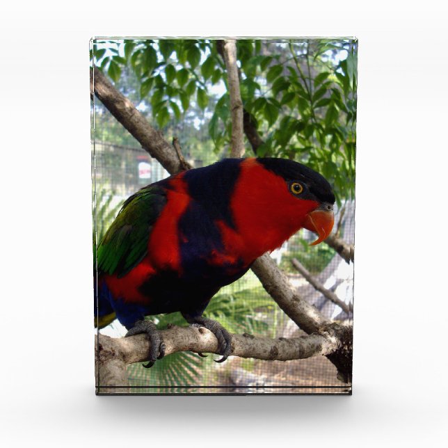 Pretty Face Rainbow Lorikeet, Photo Block (Front)