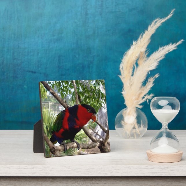 Pretty Face Rainbow Lorikeet, Plaque (Insitu)