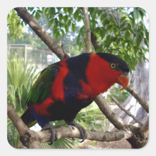 Pretty Face Rainbow Lorikeet, Square Sticker