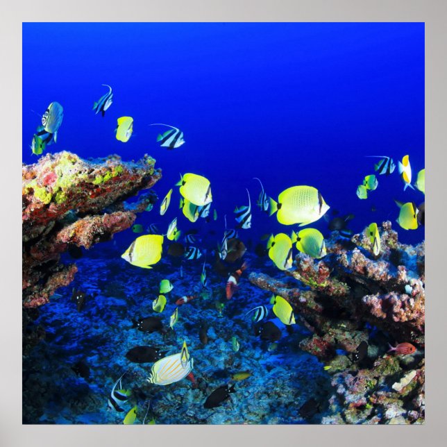 Pretty Fish And Coral Reef Poster (Front)