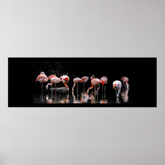 Pretty Flamingo Poster