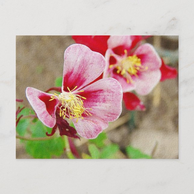 Pretty Flower 2 Postcard (Front)