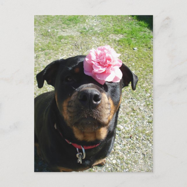 Pretty Flower Rottweiler Postcard (Front)