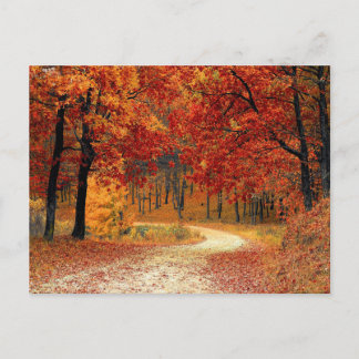 Pretty forest postcard