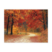 Pretty forest postcard