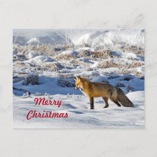 Pretty Fox Snow Photo Snow Photo Christmas Postcard