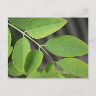Pretty fresh green summer ash tree leaves. postcard