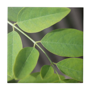 Pretty fresh green summer ash tree leaves. tile