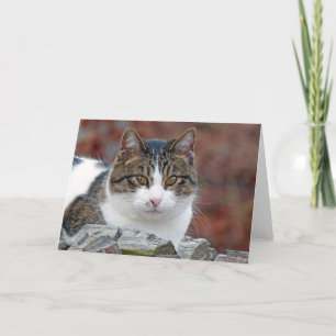Pretty Girl Holiday Card