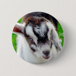 Pretty Goat Kid 2 Inch Round Button