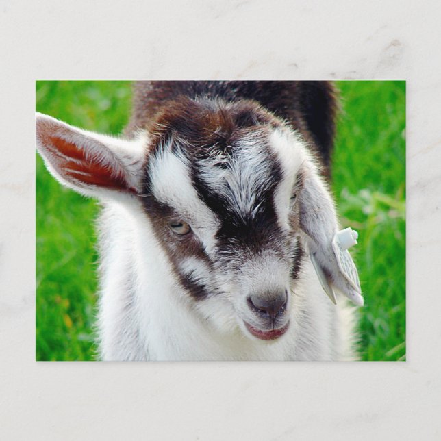 Pretty Goat Kid Postcard (Front)