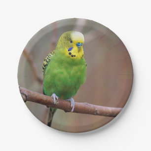 Pretty Green Budgie Photo Paper Plate