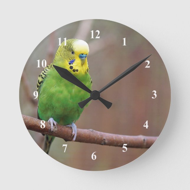 Pretty Green Budgie Photo Round Clock (Front)