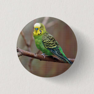 Pretty Green Parakeet Photo 1 Inch Round Button