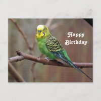 Pretty Green Parakeet Photo Birthday