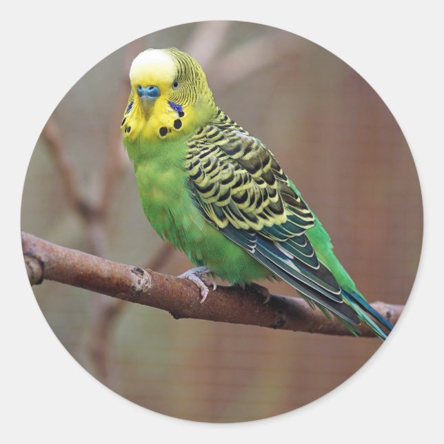 Pretty Green Parakeet Photo Classic Round Sticker (Front)